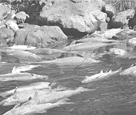 photo of Klamath River salmon die-off