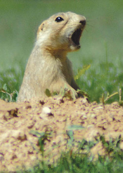 A prairie dog warns his fellow villagers of possible danger in their field behind the Mesa Verde Inn Tuesday afternoon. The U.S. Fish and Wildlife Service is considering a proposal to place the Gunnison’s prairie dog, which lives in the Four Corners, on the endangered species list.
