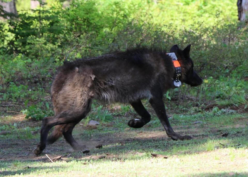 A 2014 photo shows the gray wolf known as OR28 shortly after biologists fitted her with a radio collar. She was found dead earlier this month, and authorities are offering a reward for information that leads to the capture of those responsible.